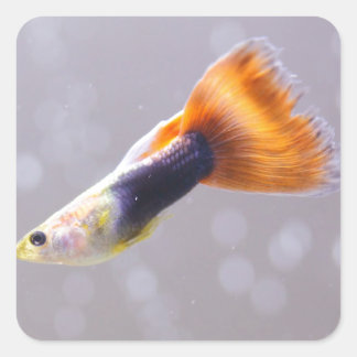 Fancy Guppy Square Sticker