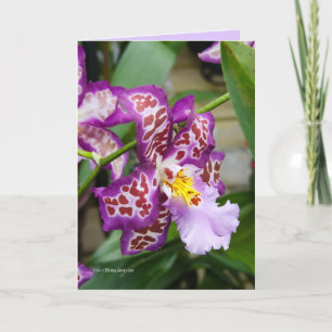 Fancy Lady Orchid Card