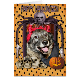 Fancy - Norwegian Elkhound - Salsman