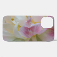 Fancy Pink and White Tulip