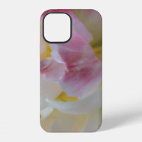 Fancy Pink and White Tulip