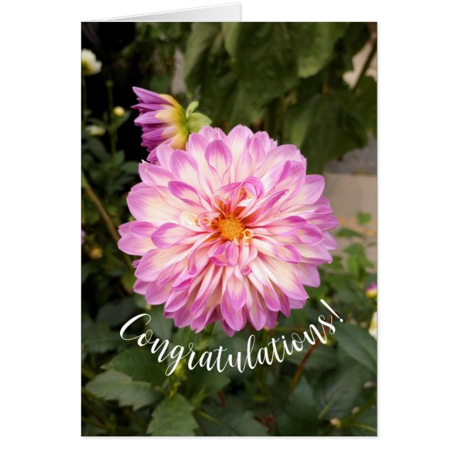 Fancy Purple and White Dahlia Congratulations Card (Front)