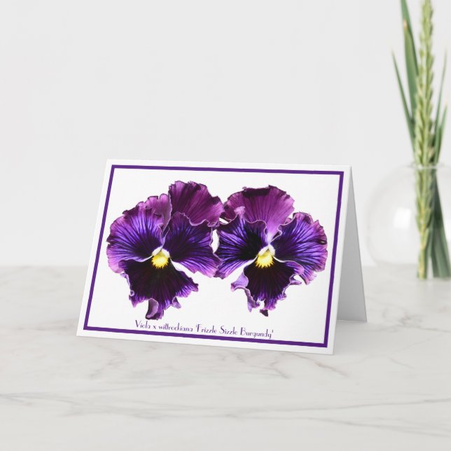 Fancy Purple Pansies Collectable Greeting Cards (Front)
