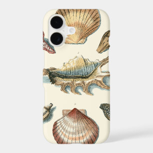 Fancy Shell Beach