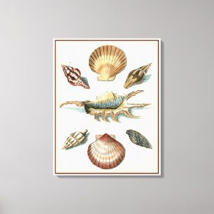 Fancy Shell Beach Canvas Print
