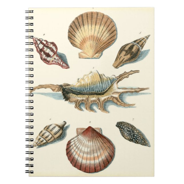 Fancy Shell Beach Spiral Notebook (Front)