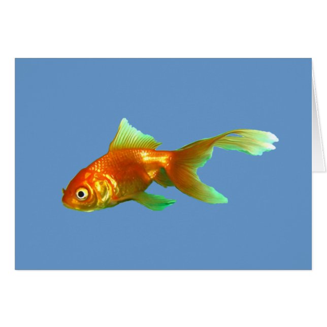 Fancy tail oranda goldfish (Front Horizontal)