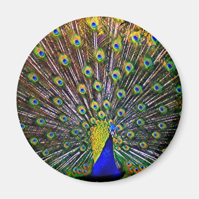 Fanning Peacock - Round Magnet (Front)