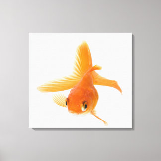 Fantail goldfish (Carassius auratus) Canvas Print