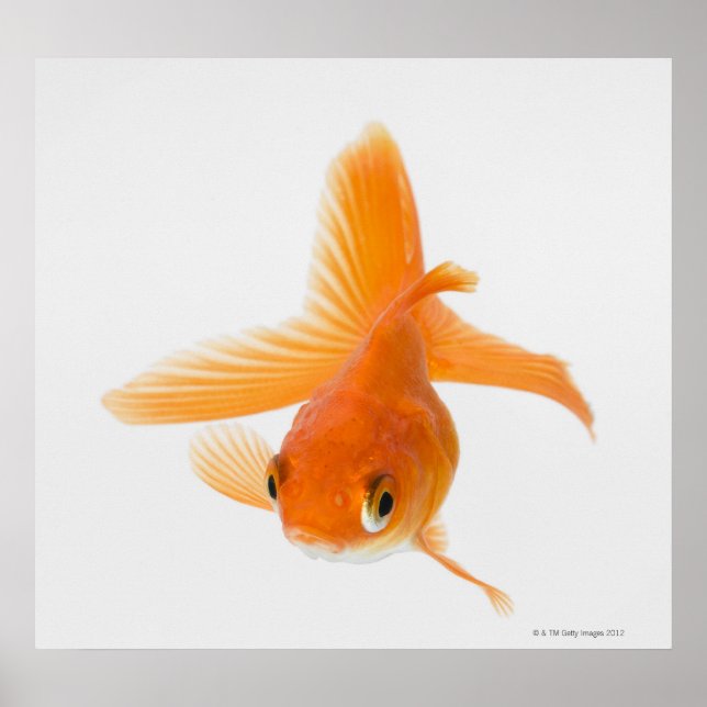 Fantail goldfish (Carassius auratus) Poster (Front)