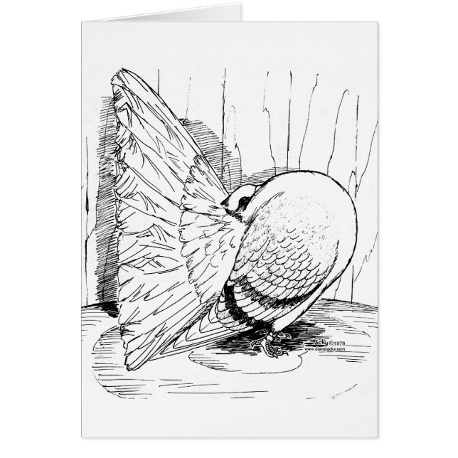 Fantail Pigeon 1978 Saddle (Front)