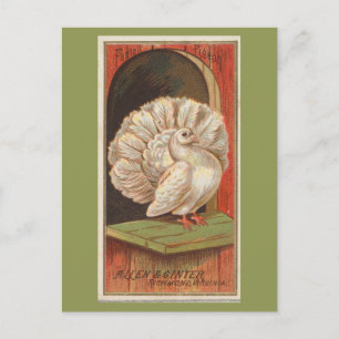 Fantail Pigeon Postcard