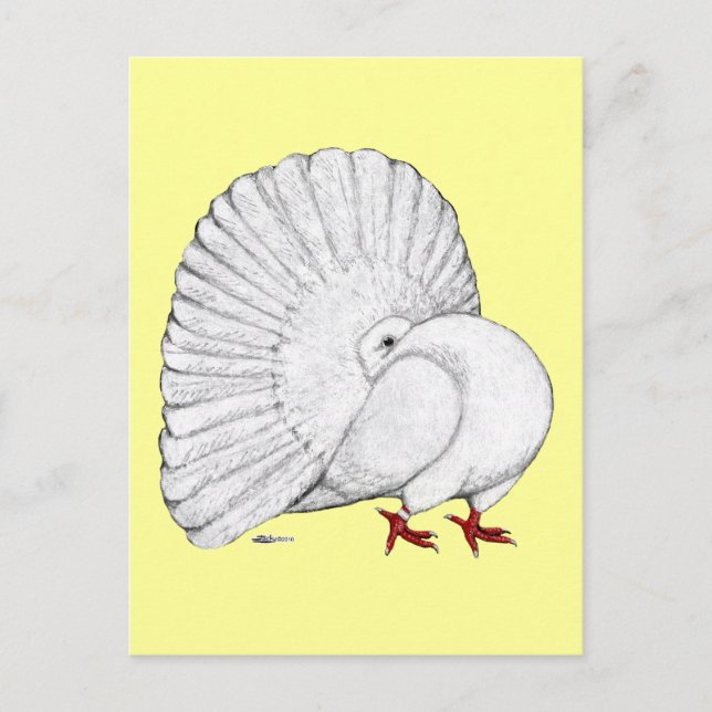 Fantail Pigeon White Postcard (Front)