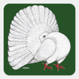Fantail Pigeon White Square Sticker