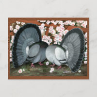Fantail Pigeons Matched Pair