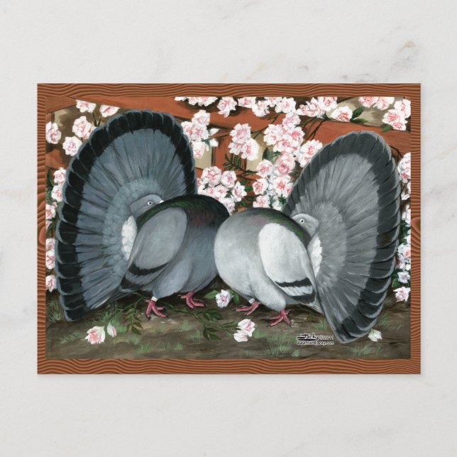 Fantail Pigeons Matched Pair Postcard (Front)