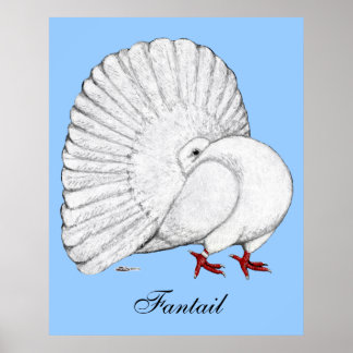 Fantail:  White Poster