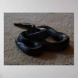 Fantastic Black Snake Awesome Reptile Poster