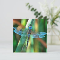 Fantasy Dragonfly In Turquoise and Black