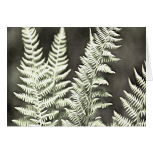 Fantasy Feather Like Fern