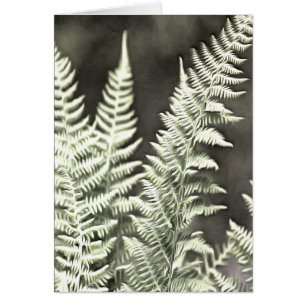 Fantasy Feather Like Fern