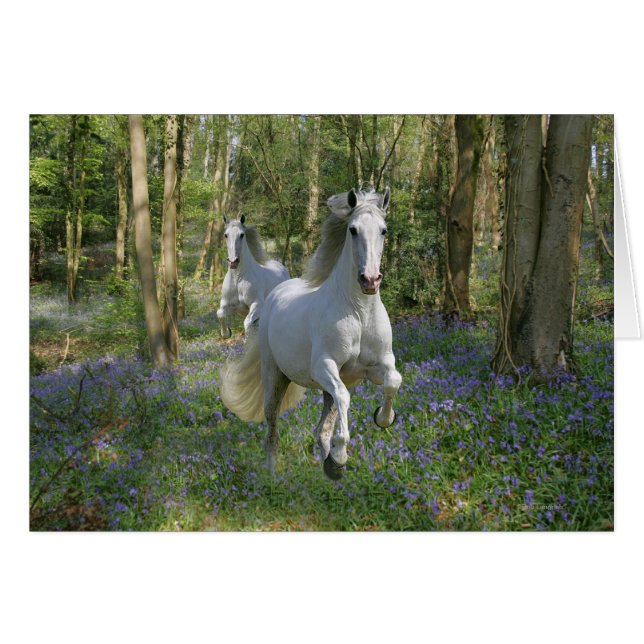 Fantasy Horses: Bluebell Wood (Front Horizontal)