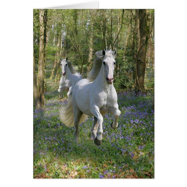 Fantasy Horses: Bluebell Wood (Front)