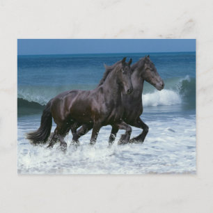 Fantasy Horses: Friesians & Sea Postcard
