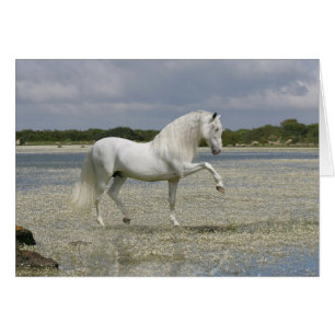 Fantasy Horses: Lord of the Lake