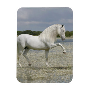 Fantasy Horses: Lord of the Lake Magnet