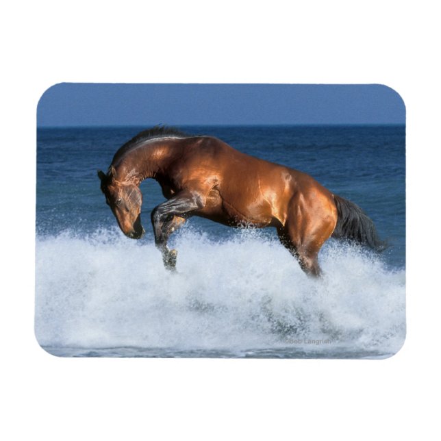 Fantasy Horses: Selle Francais & Sea Magnet (Horizontal)