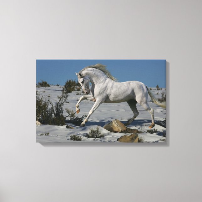 Fantasy Horses: Snow King Canvas Print (Front)