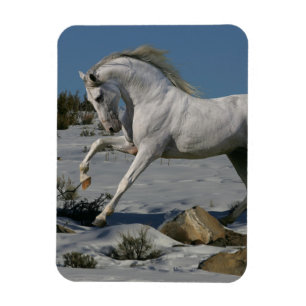 Fantasy Horses: Snow King Magnet