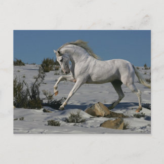 Fantasy Horses: Snow King Postcard