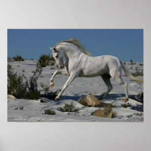 Fantasy Horses: Snow King Poster