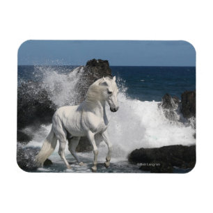 Fantasy Horses: Southern Seas Magnet