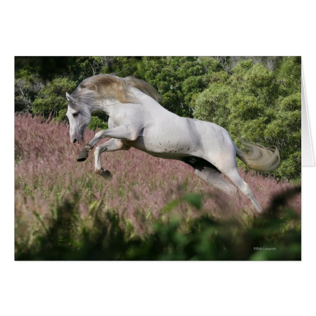 Fantasy Horses: Spring Gallop (Front Horizontal)