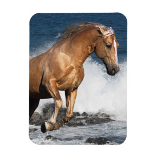 Fantasy Horses: Summer Splash Magnet