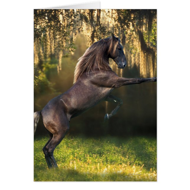 Fantasy Horses: Warrior Prince (Front)