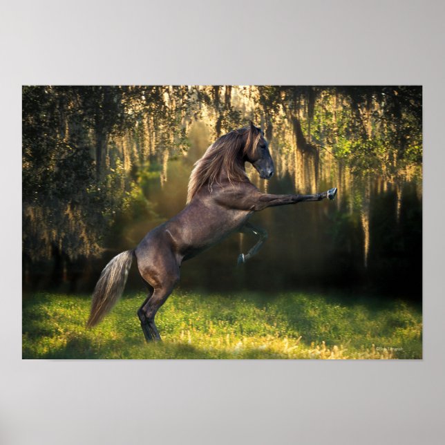 Fantasy Horses: Warrior Prince Poster (Front)