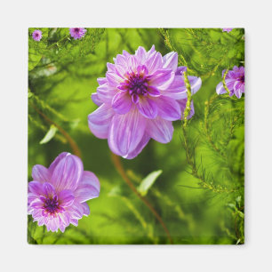 Fantasy Pink Dahlia Magnet