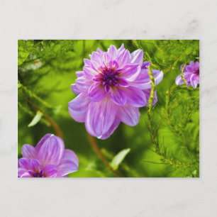 Fantasy Pink Dahlia Postcard