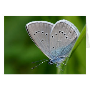 Farfalla Card
