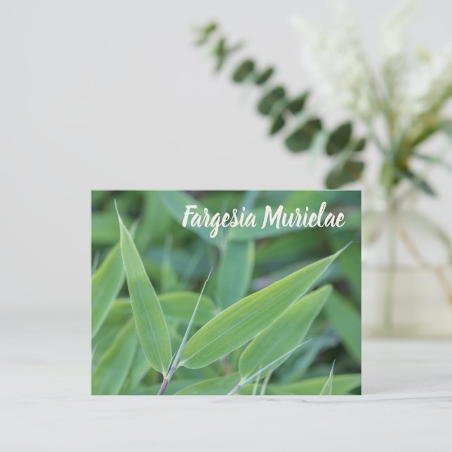 Fargesia murielae Bamboo plant for gardeners gift Holiday Postcard (Standing Front)