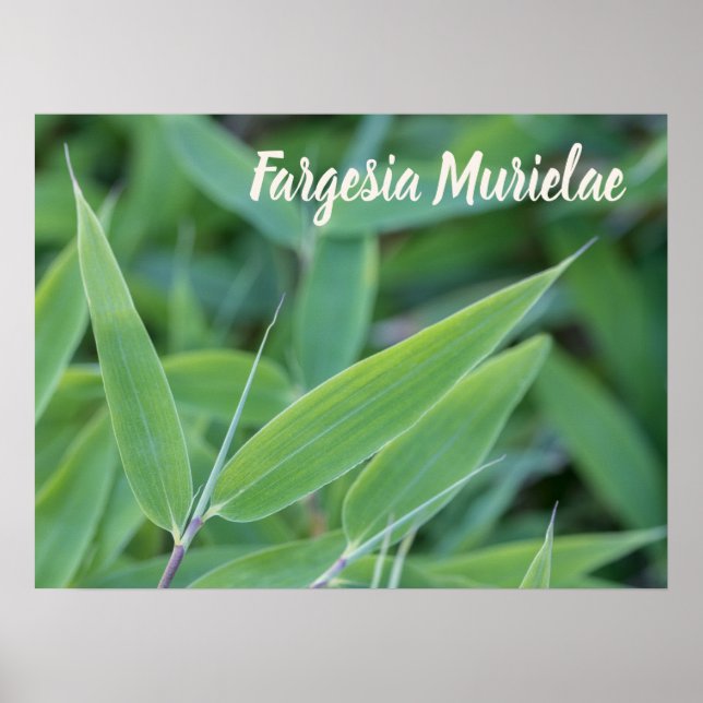 Fargesia murielae Bamboo plant for gardeners gift Poster (Front)