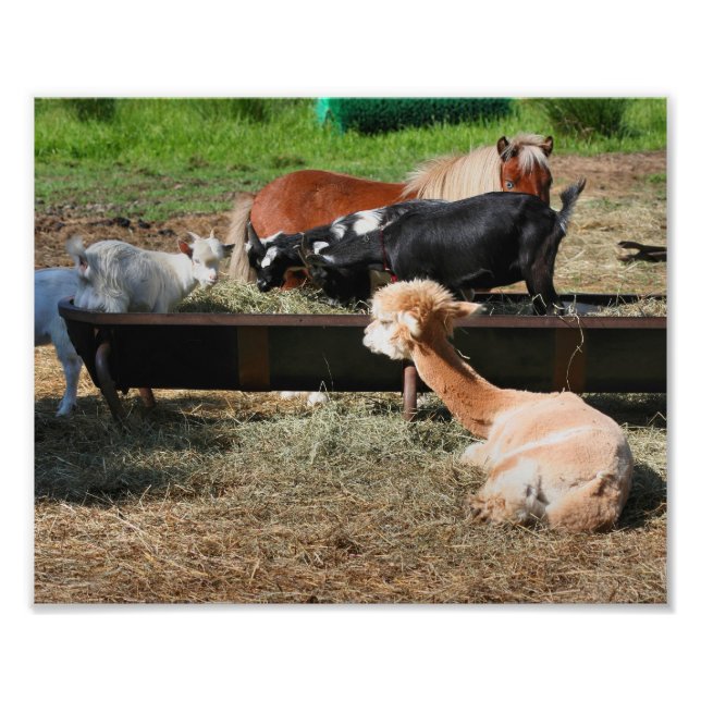 Farm Animal Barnyard Friends Cute 10x8  Photo Print (Front)