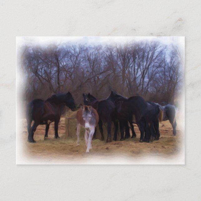 farm animals postcard (Front)
