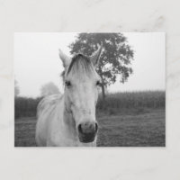 Farm Black and White Animal Photography Horse