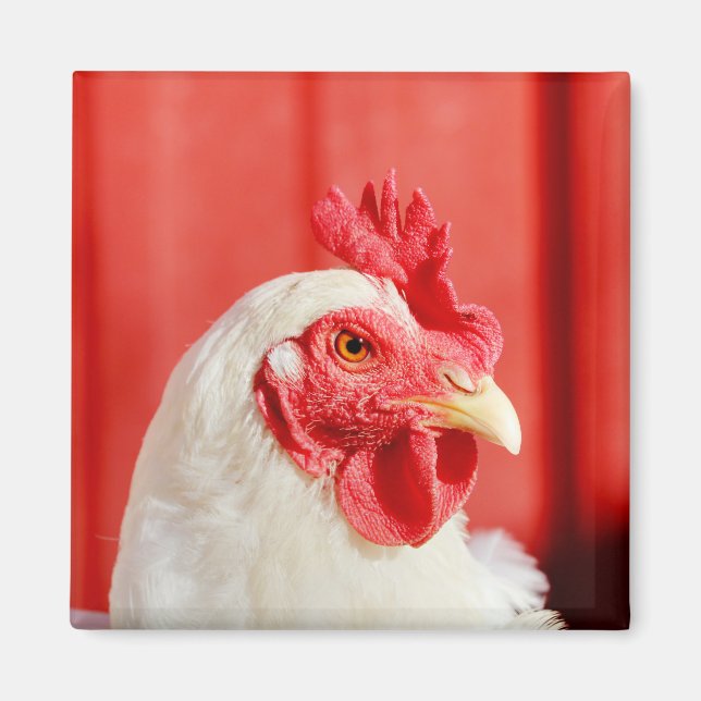 Farm Chicken  Magnet (Front)