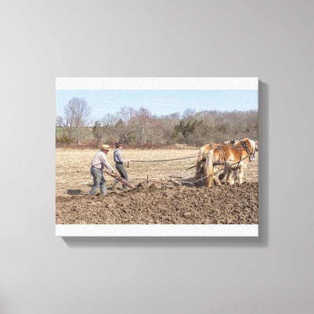 Farm Clydesdales Canvas Print (Front)